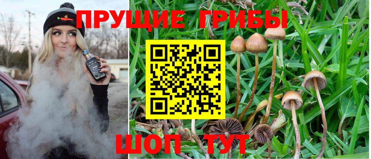 Галлюциногенные грибы Cubensis Салехард